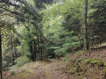 Trail Walking Steinbach - Cascade de Erzenbach - Photo