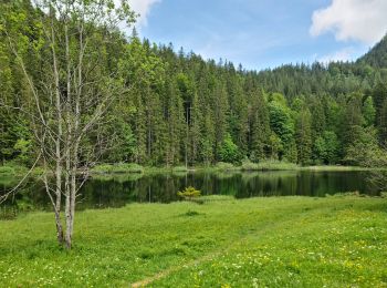 Tocht Te voet Oberaudorf - Wanderweg 9 - Oberaudorf - Photo