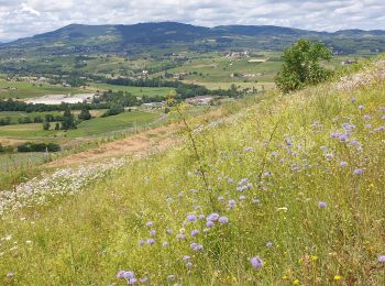 Trail Walking Saint-Lager - MT Brouilly .St Lager - Photo