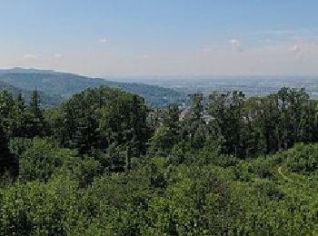 Excursión A pie Weinheim - Rundwanderweg Weinheim Hirschkopf 2: Rund um den Hirschkopf - Photo