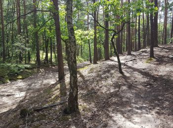 Trail On foot Palmiry - Ścieżka Dydaktyczna Wokół Długiego Bagna - Photo