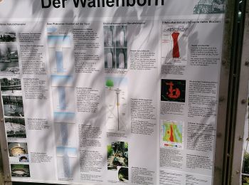 Percorso A piedi Wallenborn - HeimatSpur Wallenborner Weg - Photo