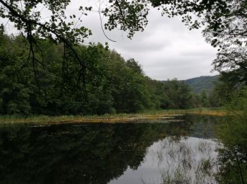 Tour Wandern Mélisey - Melisey Marchettes - Photo