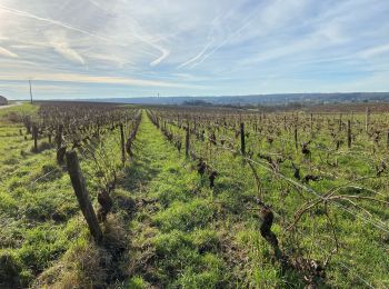 Trail Walking Thésée - Autour des vignes - Photo