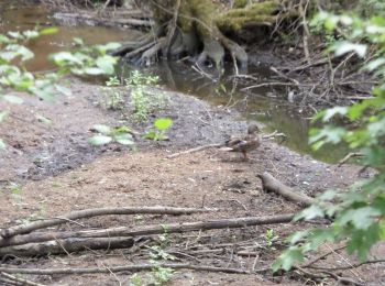 Tocht Te voet Haimendorfer Forst - Teufelsgraben Trail - Photo