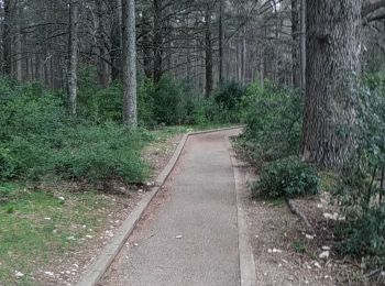Trail Walking Bonnieux - Forêt des Cèdres - Photo