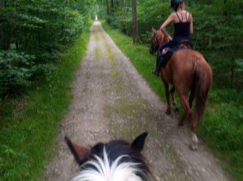 Trail Horseback riding Grimbosq - randonnée grimbosq avec Anne  - Photo