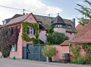 Tour Zu Fuß Lörzweiler - Lörzweiler Weinwanderweg - Photo