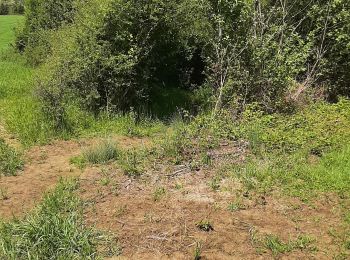 Tocht Stappen Chemaudin et Vaux - chemin des vignes - Photo