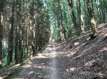Trail Walking Burg-Reuland - Lascheid Stoubach - Photo