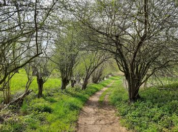Trail Walking Tinlot - Bois de Forkechamps - Photo