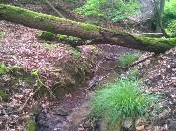 Percorso A piedi  - Heilbronner Rundwanderweg 4 - Photo