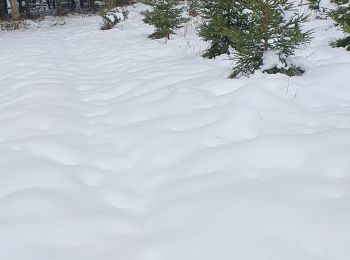 Tour Wandern Bertogne - Ballade à Bastogne (parking easy) - Photo