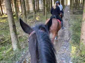 Trail Horseback riding Neufchâteau - Calanta 1er sortie Cousteumont - Photo
