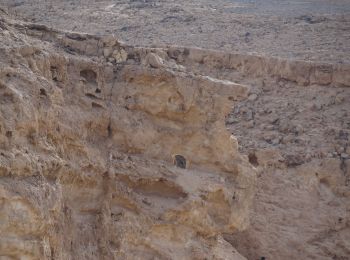 Randonnée A pied Conseil régional de Ramat Negev - שביל עריף - כרכום - Photo