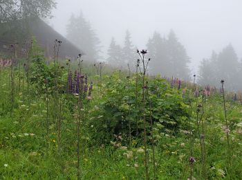 Excursión Senderismo Praz-sur-Arly - Praz sur arly ban rouge  1050m 18.7kms  - Photo