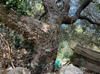 Tour Wandern Monacia-d'Aullène - Sentier du Patrimoine  - Photo