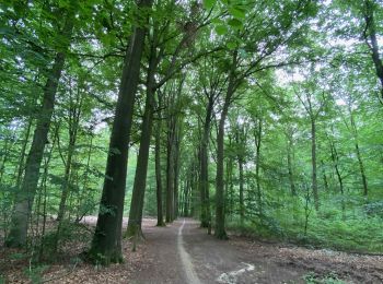 Trail Walking Oud-Heverlee - Oud-Herverlée - Photo