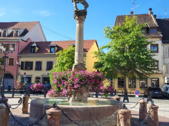 Trail Walking Molsheim - Molsheim - Fort de Mutzig - Balade dans les vignes - Photo