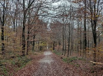 Trail Walking Limbourg - Par Grunhaut - Photo