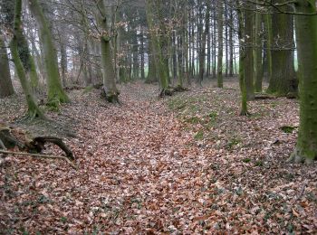 Trail On foot Halle (Westf.) - Burgenweg - Photo