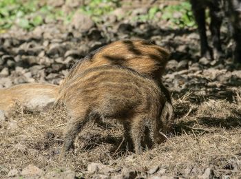 Randonnée A pied Willebadessen - Hitgenheierweg (Willebadessen) - Photo