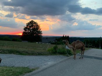 Trail Horseback riding Lambach - Promenade autour de Bitche - Photo