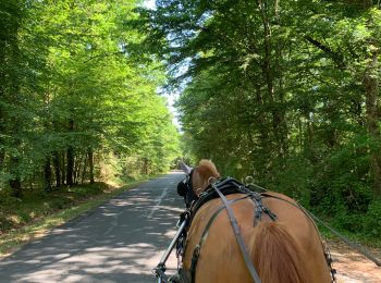 Trail Horseback riding Mur-de-Sologne - Entrée de Gy - Photo