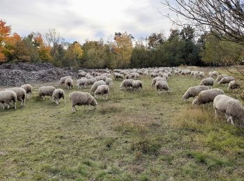 Percorso A piedi Petersberg - Brachwitzer Alpen - Photo