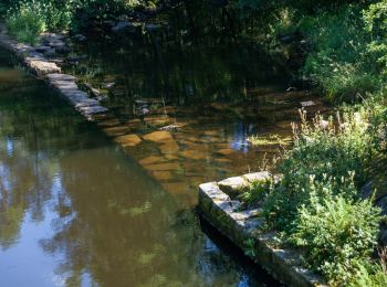 Trail On foot  - Viskastigen - Photo