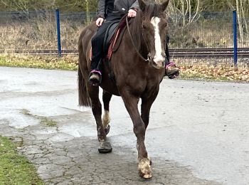 Tour Reiten Neufchâteau - Villages Hamipré et Cousteumont  - Photo