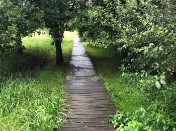 Trail Walking Oud-Heverlee - Dode Beemd promenade - Photo