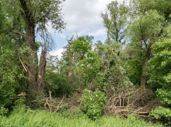 Tocht Te voet Bensheim - Rickenbruch-Weg - Photo