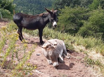 Tour Wandern Dagsburg - Rocher  de Dabo - Photo