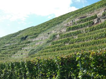 Tour Zu Fuß Lauffen am Neckar - Panoramaweg Hölderlin und Wein (RWW1) - Photo