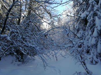Trail Snowshoes Sevrier - GR SEMNOZ croisement Quintal Benevent - Photo