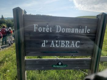 Trail Walking Saint-Chély-d'Aubrac - AVEYRON . AUBRAC . TOUR DES MONTS D AUBRAC N - Photo