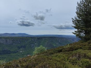Tour Wandern Montselgues - plateau m'ont selgue - Photo