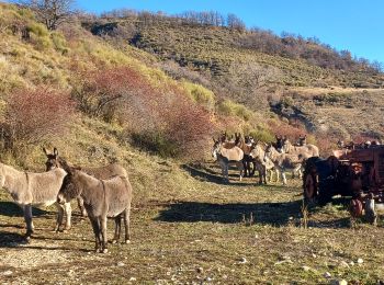 Tour Wandern Barras - BARRAS .le Ruth par les Belots o l - Photo