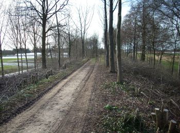 Trail On foot Tongeren - Widooie - Photo