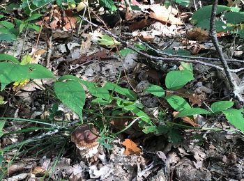 Trail Horseback riding Saint-Priest-sous-Aixe - Champignons  - Photo