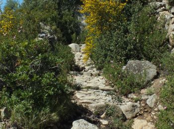 Trail Walking Lumio - Ruines d'Occi - Photo