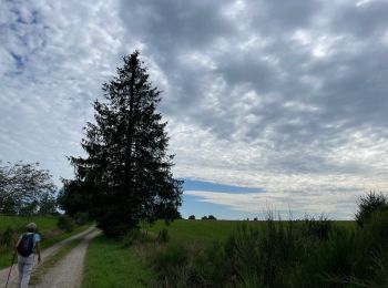 Trail Walking Büllingen - Panorama Medendoef - Photo