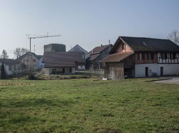 Tour Zu Fuß Hitzkirch - Richensee - Herlisberg - Photo