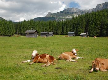 Randonnée A pied Altaussee - Wiesenweg Altaussee - Blaa Alm - Photo