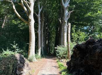 Tocht Stappen Bergen op Zoom - Bergen op Zoom bos Binnenschelde 15,1 km - Photo