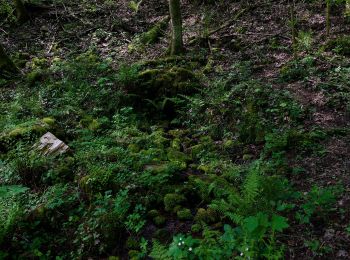 Tocht Te voet Hirschhorn - Rundwanderweg Langenthal 2: - Photo