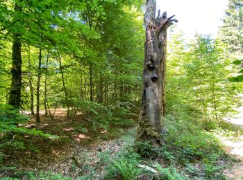 Tocht Stappen Habay - Anlier - Photo