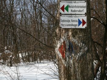 Trail On foot Gemeinde Klosterneuburg - Stadtwanderweg 8 - Sofienalpe - Photo