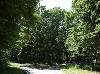 Trail On foot Gerersdorf-Sulz - Wald- & Naturwanderweg - Photo